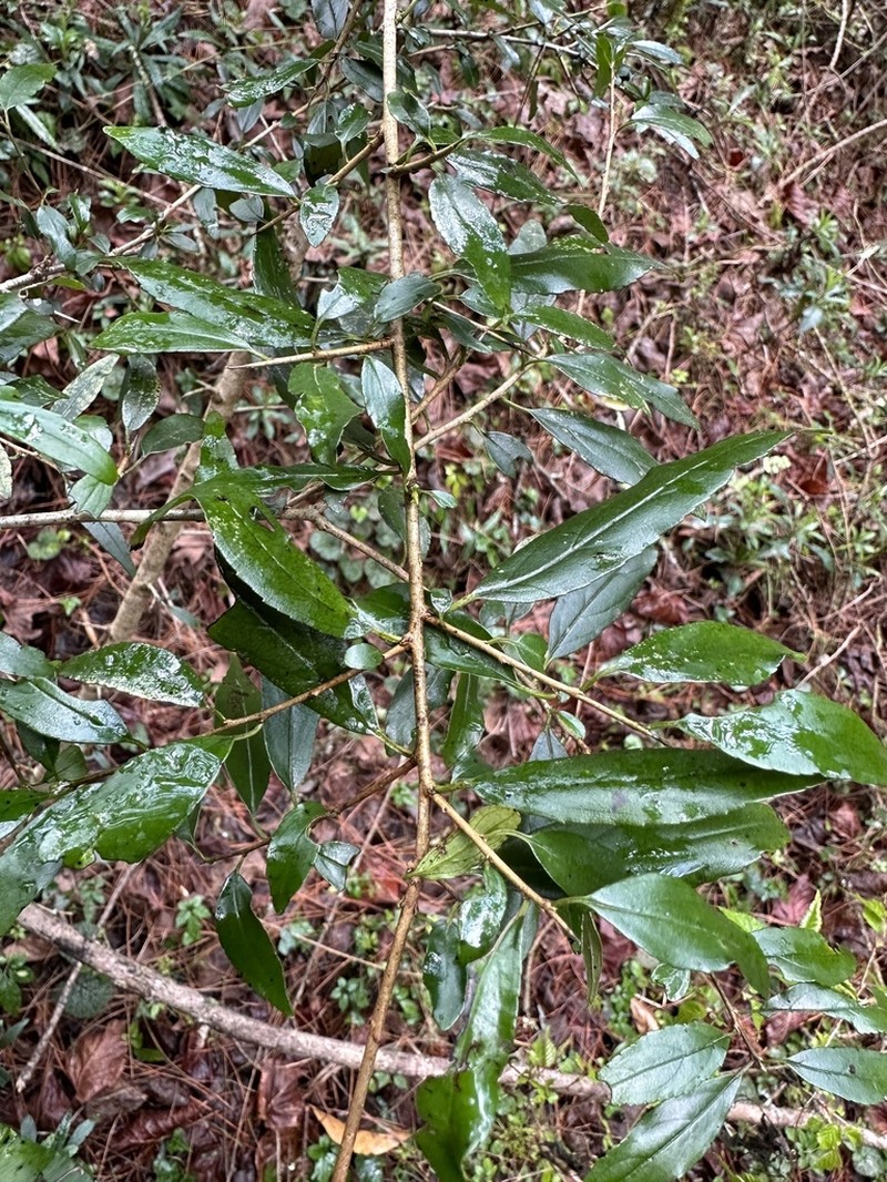 Rhamnus pilushanensis photo 3