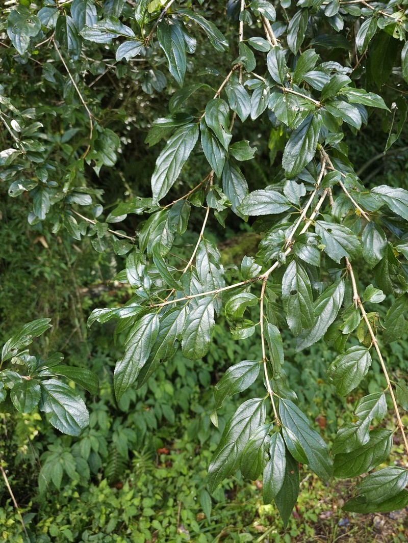 Rhamnus pilushanensis photo 4