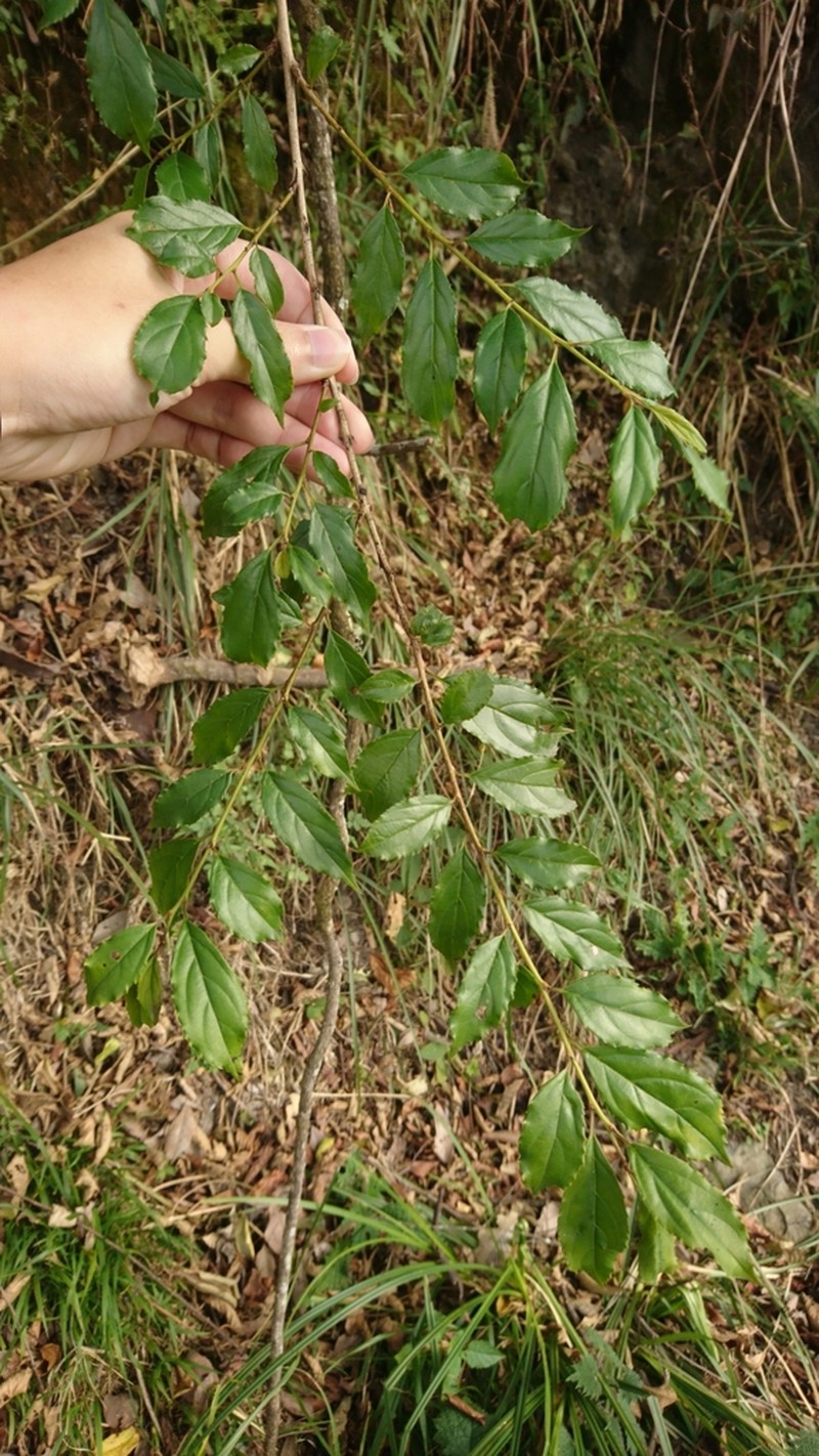 Rhamnus pilushanensis photo 5