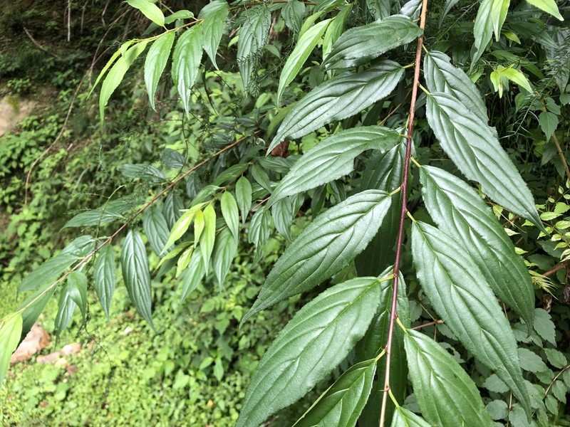 Rhamnus pilushanensis photo 6