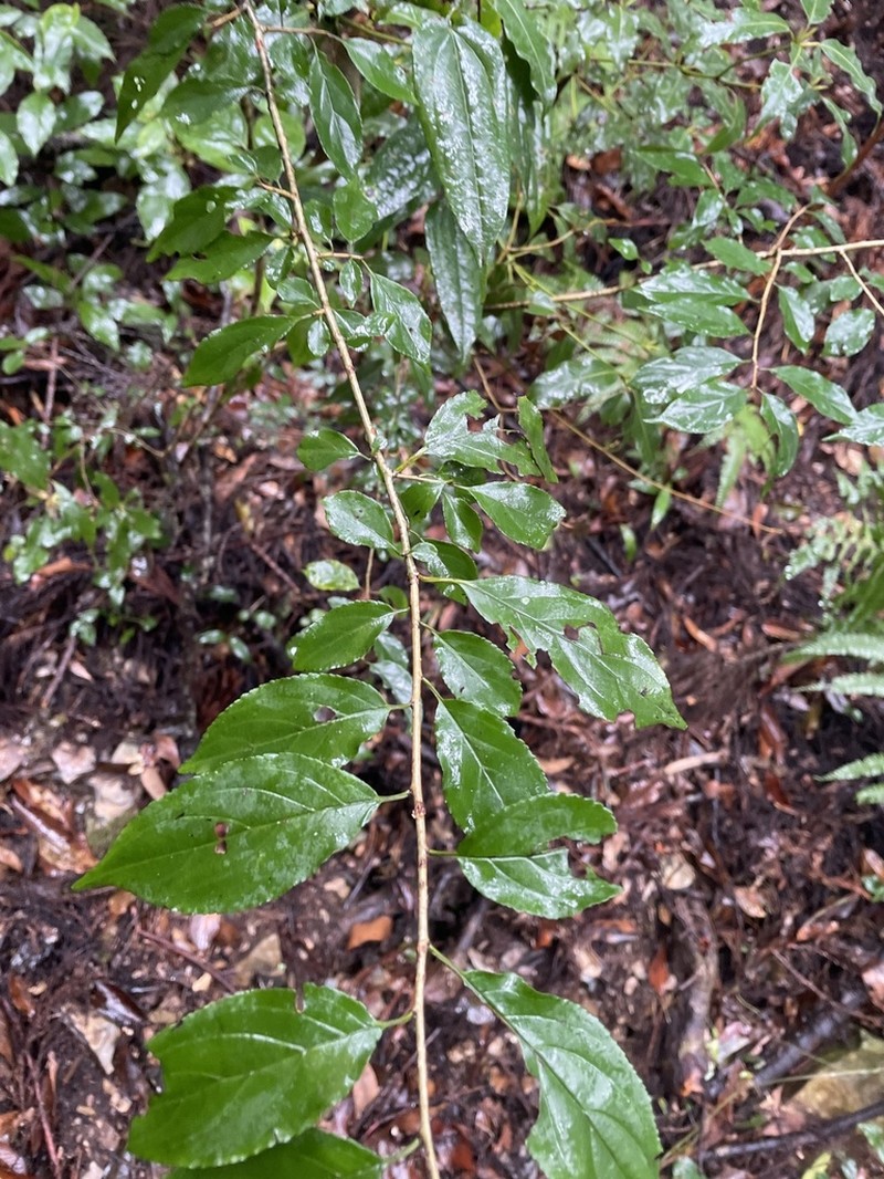 Rhamnus pilushanensis photo 7