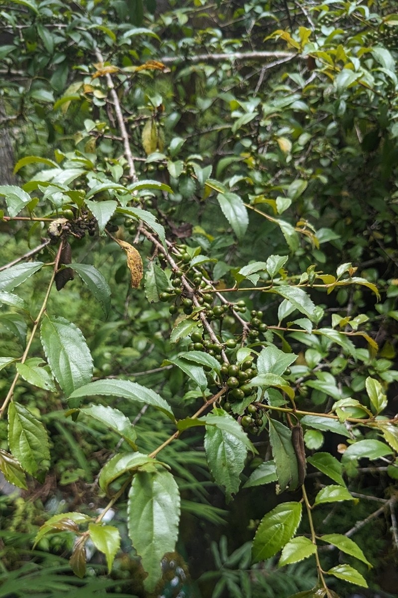 Rhamnus pilushanensis photo 8