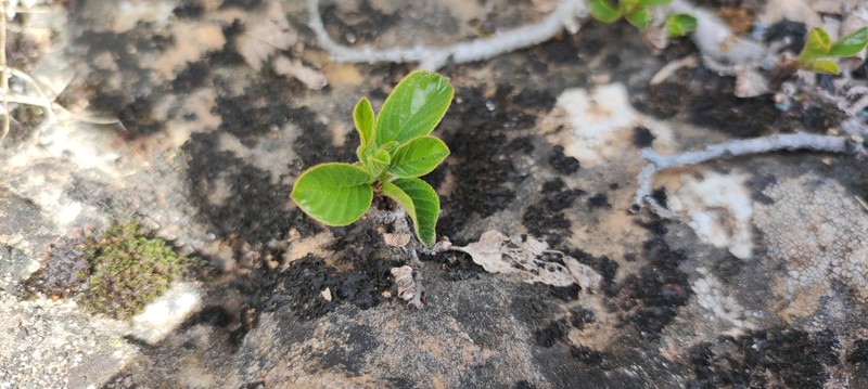 Rhamnus pumila subsp. legionensis