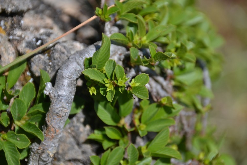 Rhamnus pumila subsp. legionensis photo 2