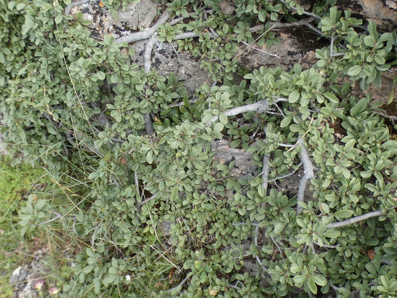 Rhamnus pumila subsp. legionensis photo 3