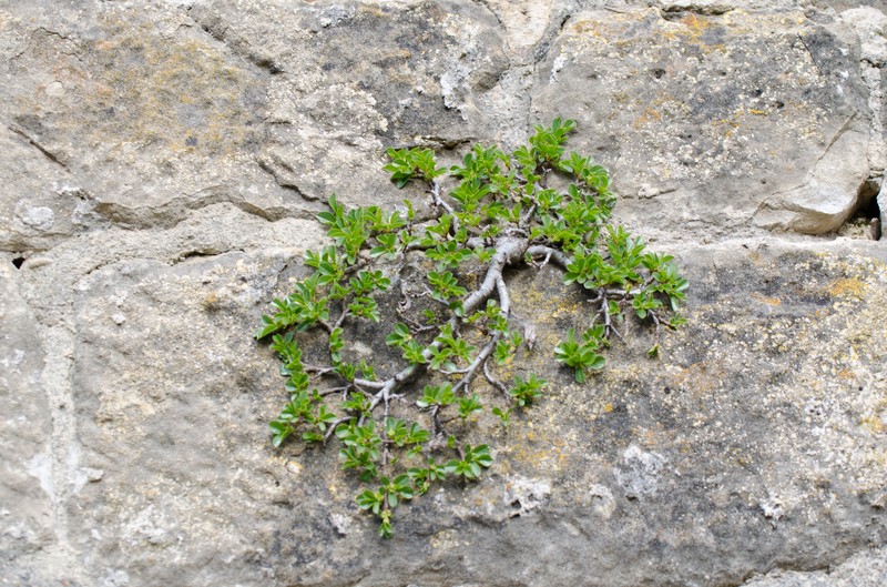 Rhamnus pumila subsp. pumila