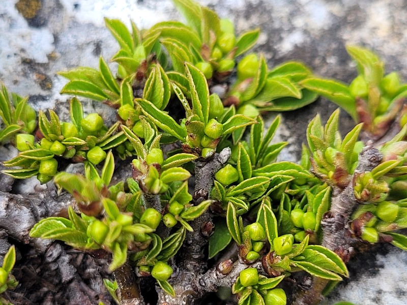 Rhamnus pumila subsp. pumila photo 2