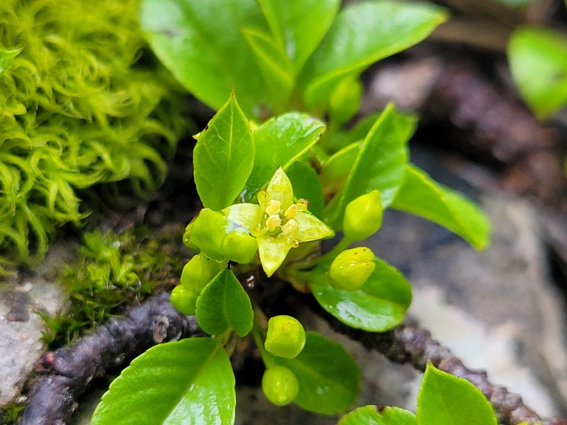 Rhamnus pumila subsp. pumila photo 3