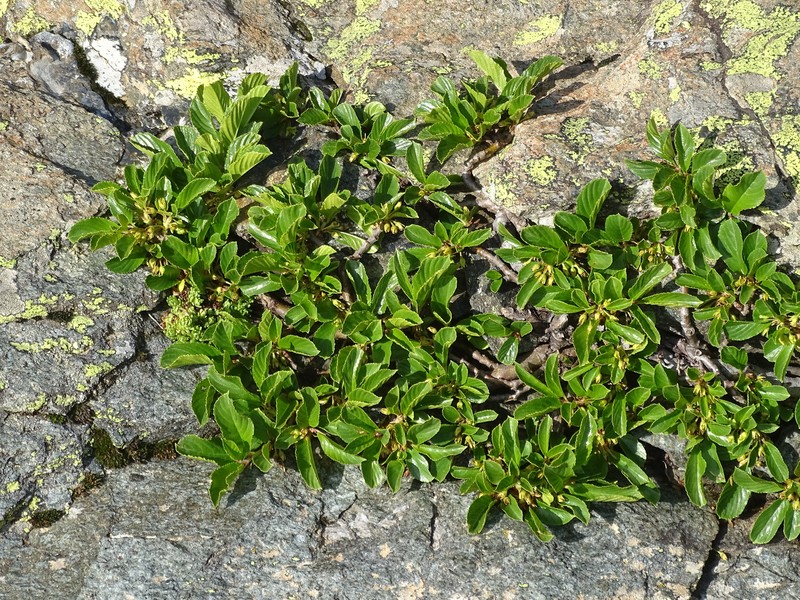 Rhamnus pumila subsp. pumila photo 4