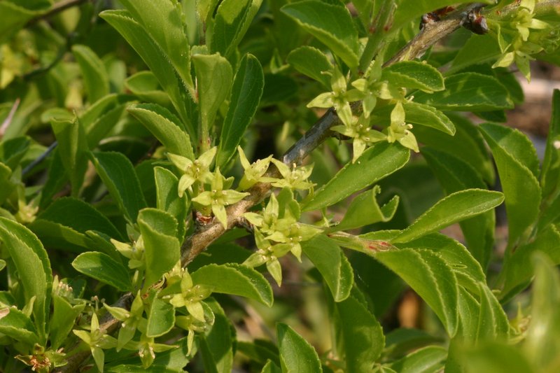 Rock Buckthorn