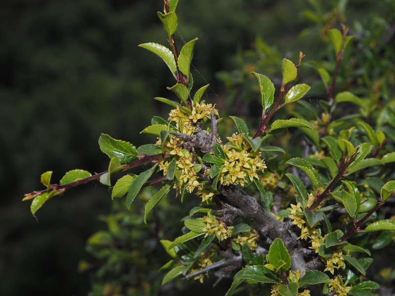 Rhamnus saxatilis subsp. saxatilis