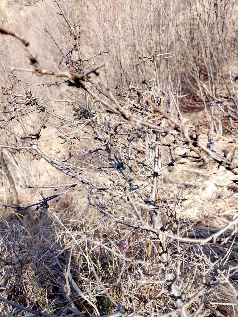 Rhamnus saxatilis subsp. saxatilis photo 2