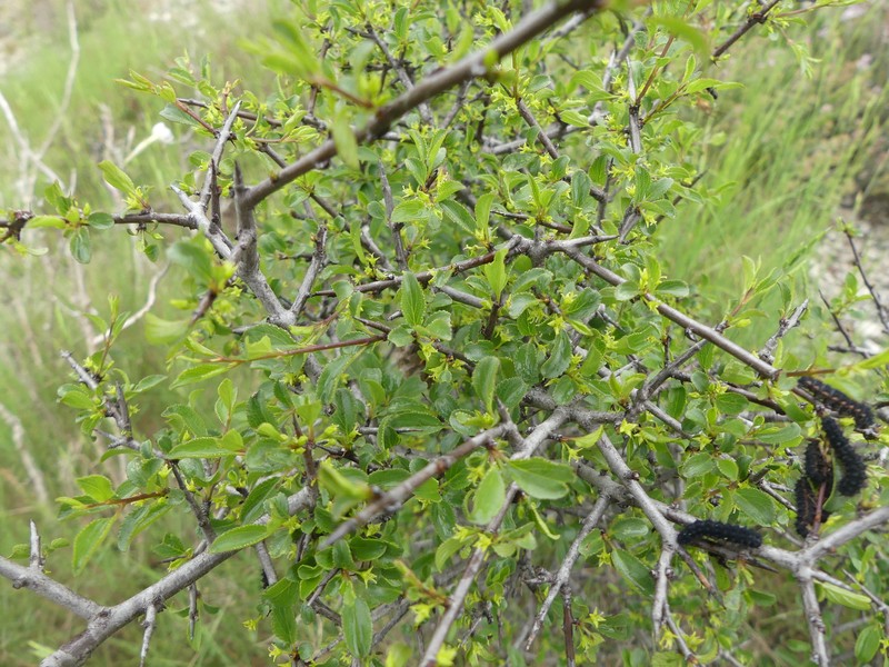 Rhamnus saxatilis subsp. saxatilis photo 3