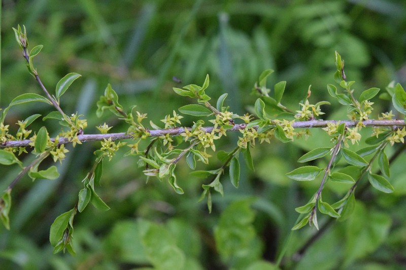 Rhamnus saxatilis subsp. saxatilis photo 4