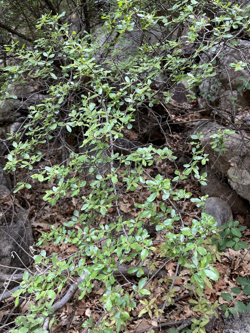 Sawleaf Buckthorn