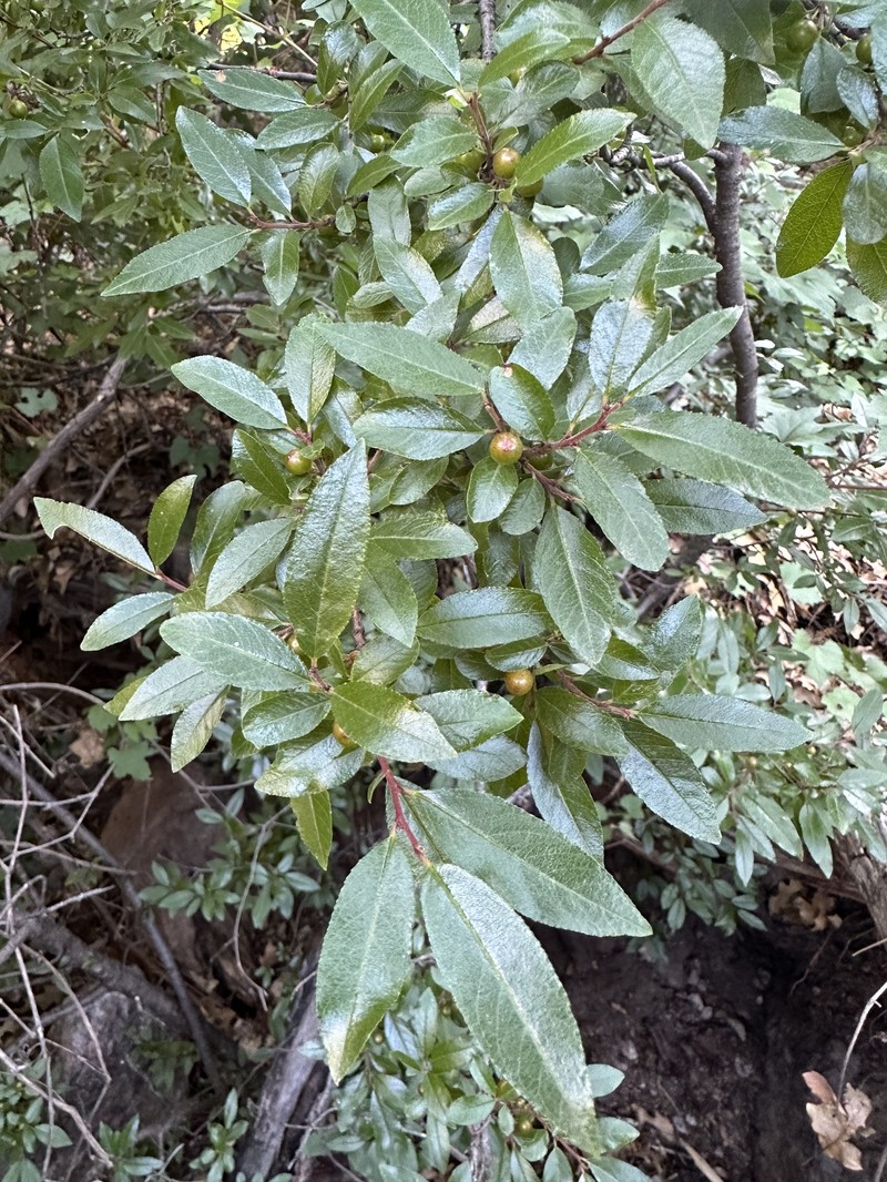 Sawleaf Buckthorn photo 3
