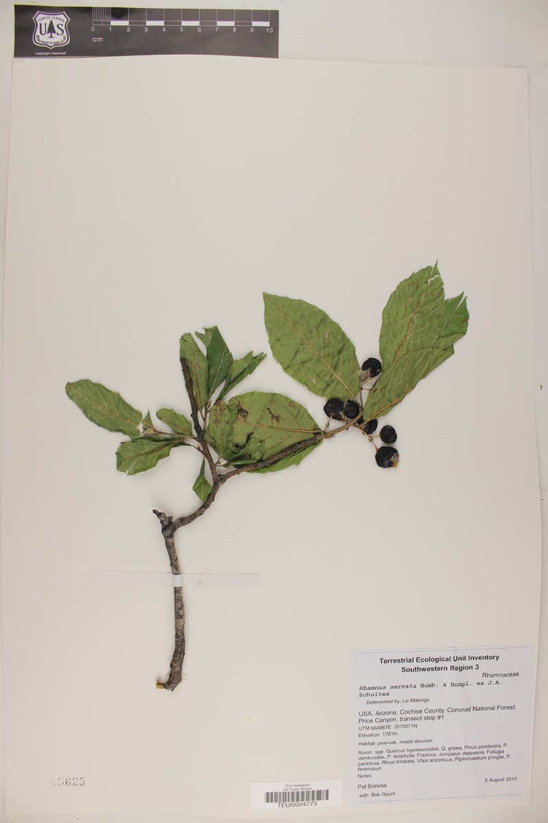 Sawleaf Buckthorn photo 4