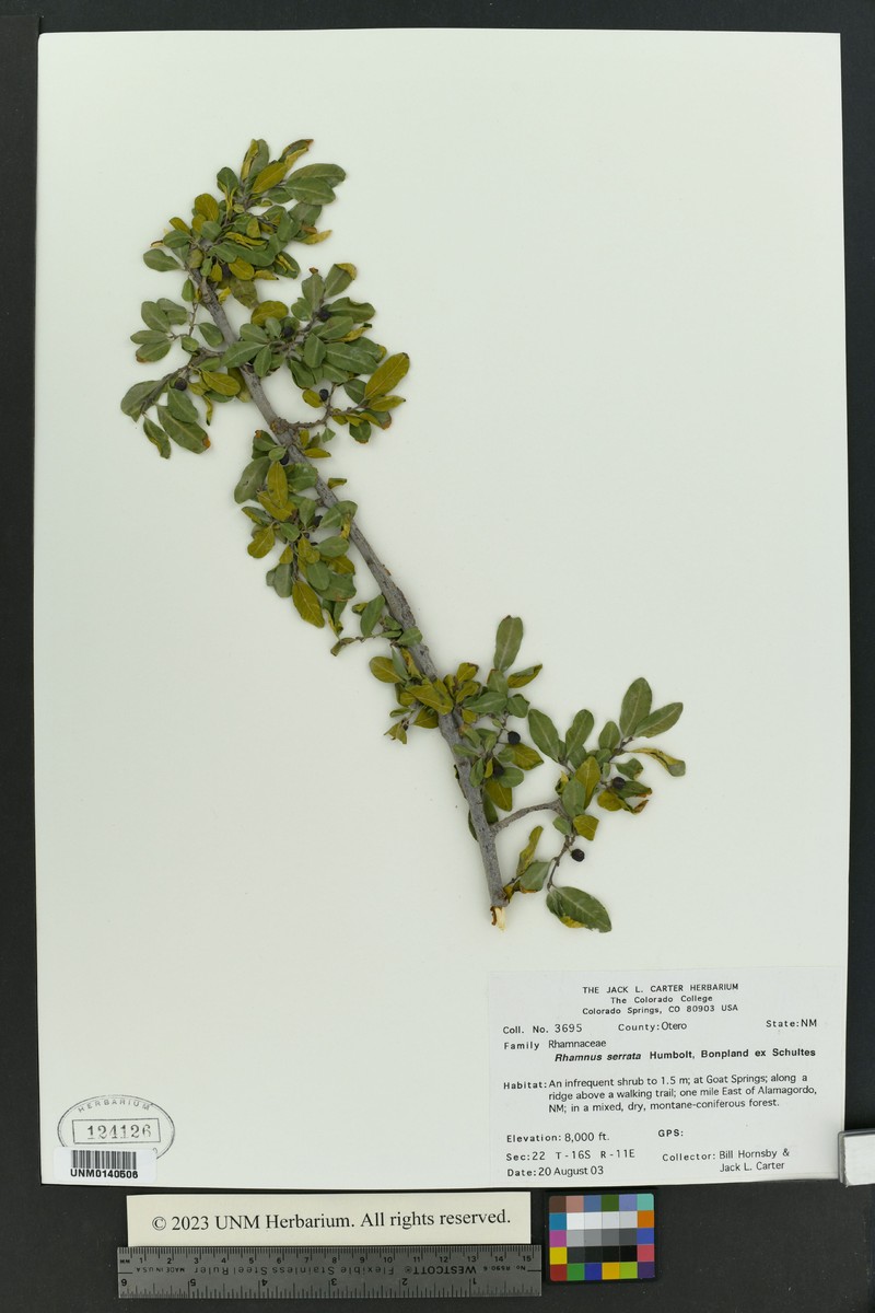 Sawleaf Buckthorn photo 5