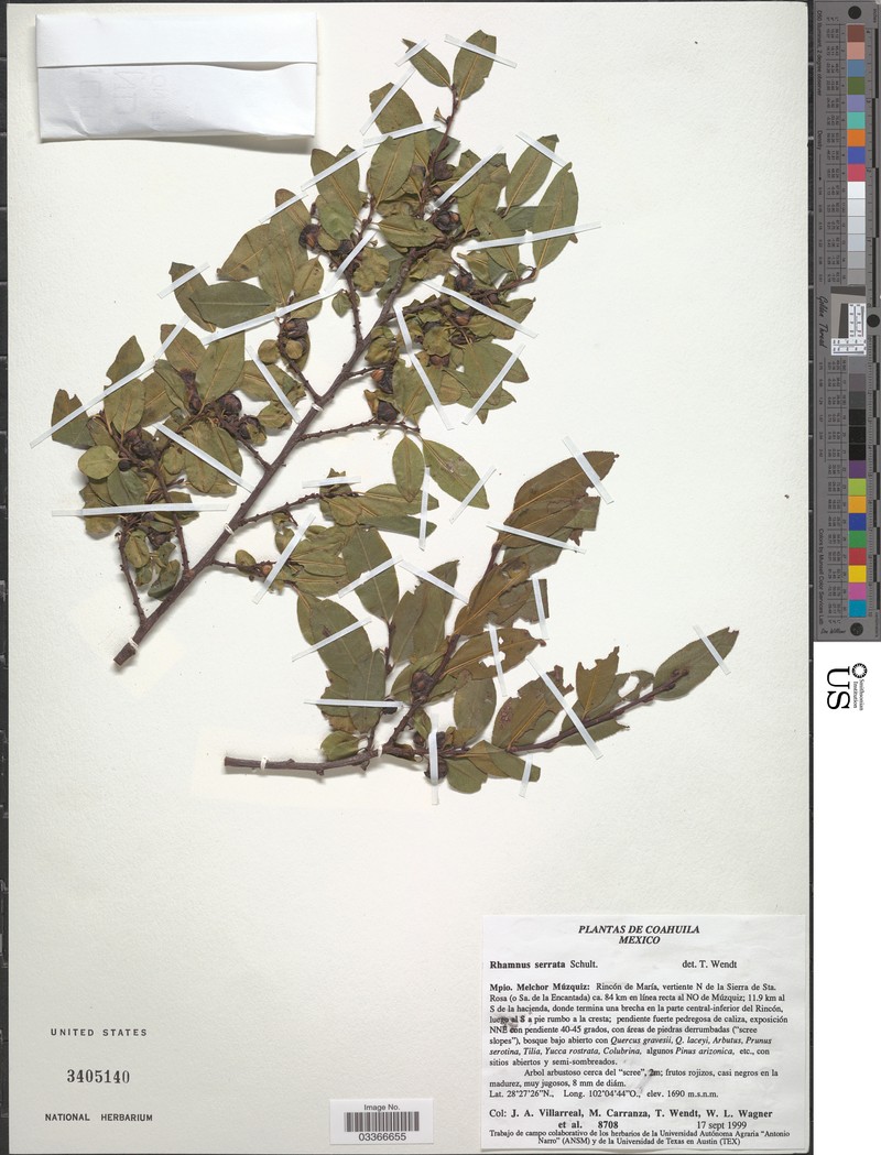 Sawleaf Buckthorn photo 6