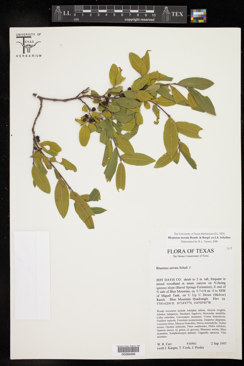 Sawleaf Buckthorn photo 7