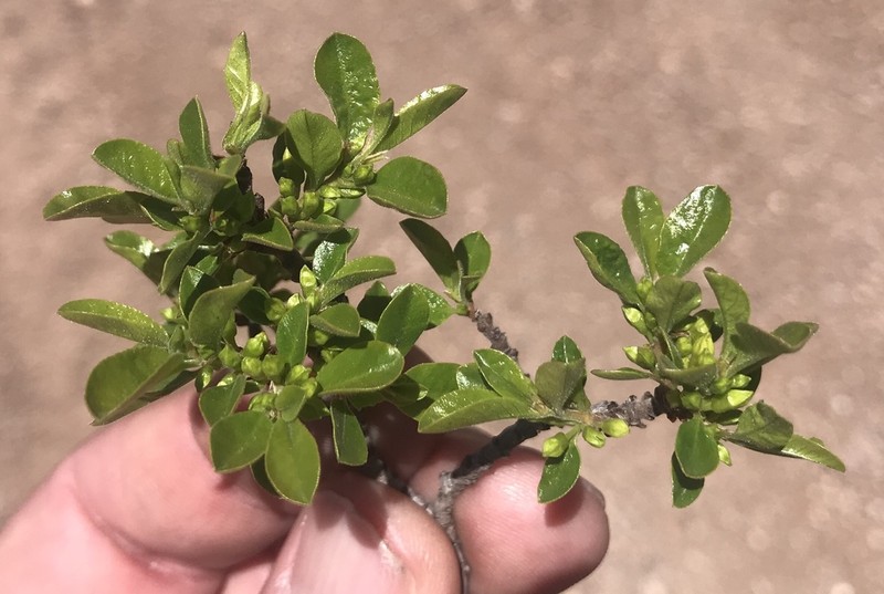 Smith's Buckthorn