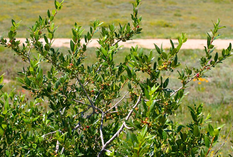 Smith's Buckthorn photo 3