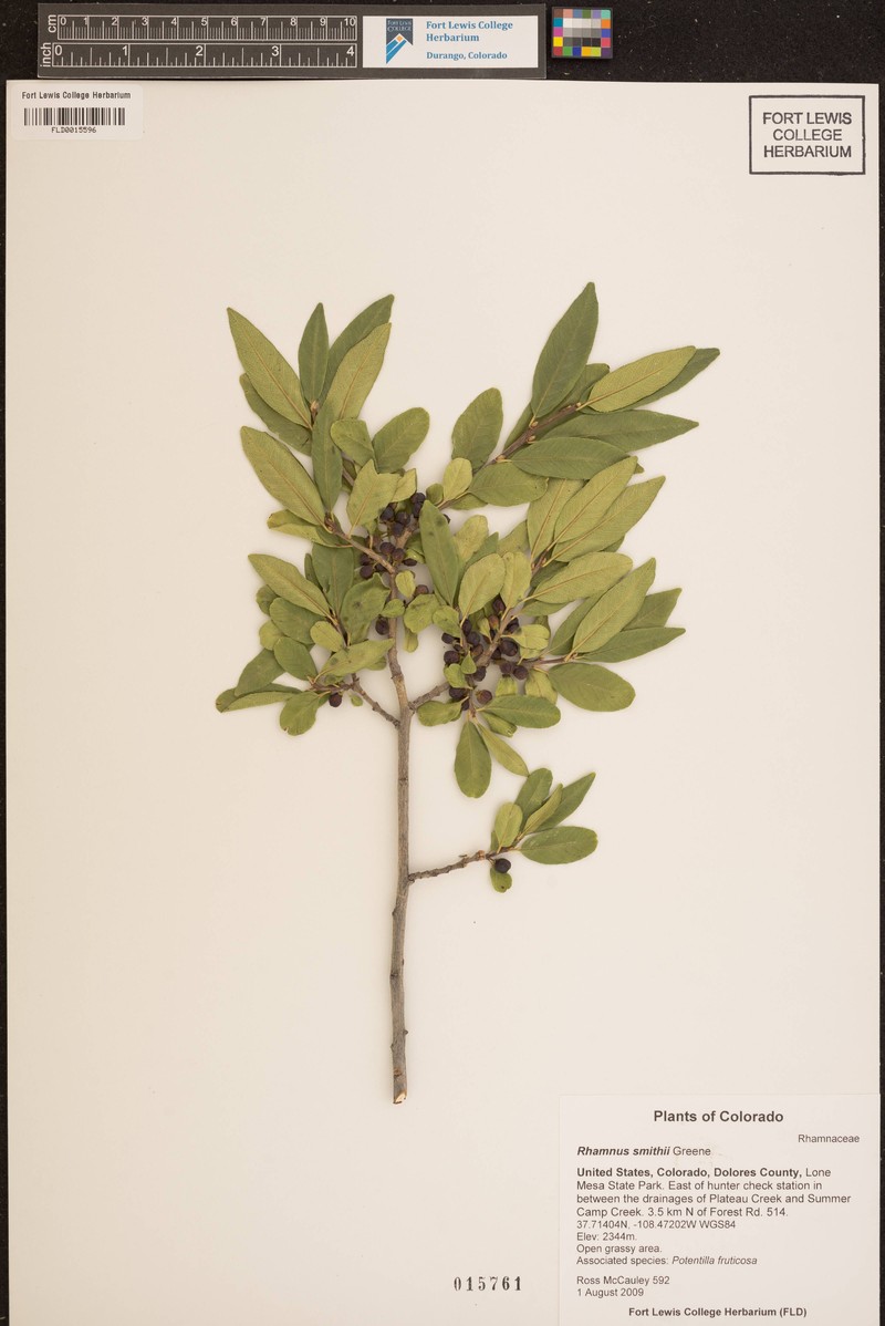 Smith's Buckthorn photo 4