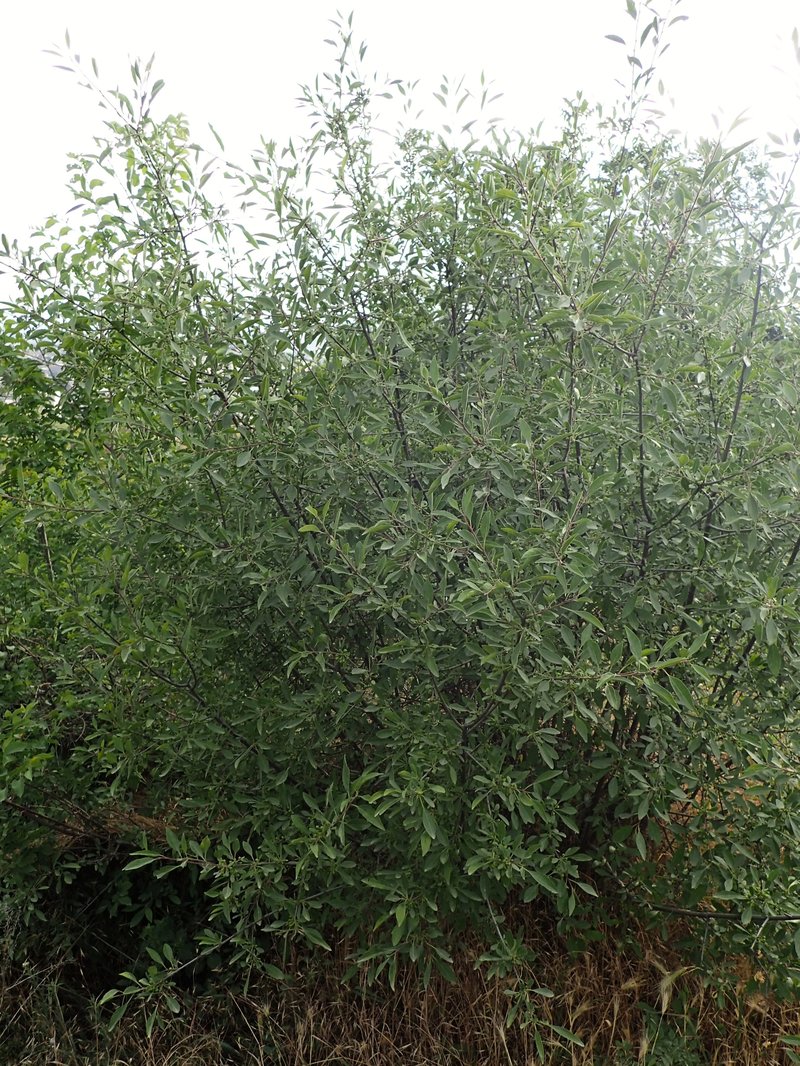 Rhamnus spathulifolia
