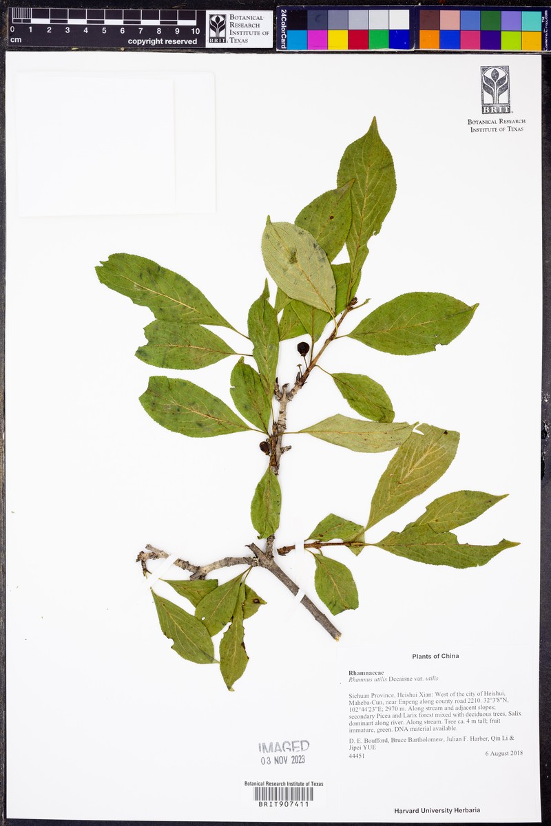 Rhamnus utilis var. utilis