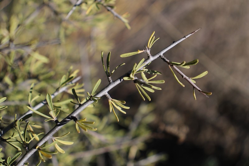 Rhamnus velutina subsp. velutina