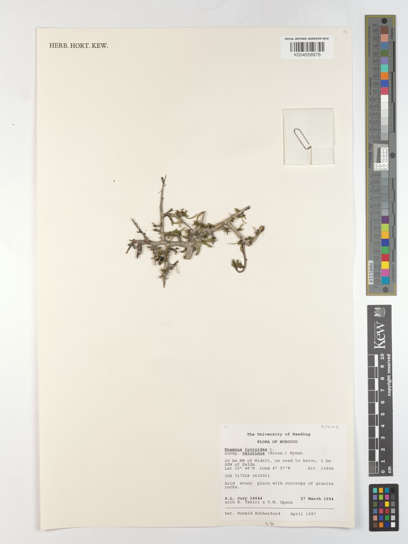 Rhamnus velutina subsp. velutina photo 2