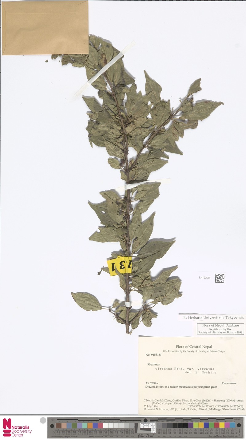 Rhamnus virgata var. virgata