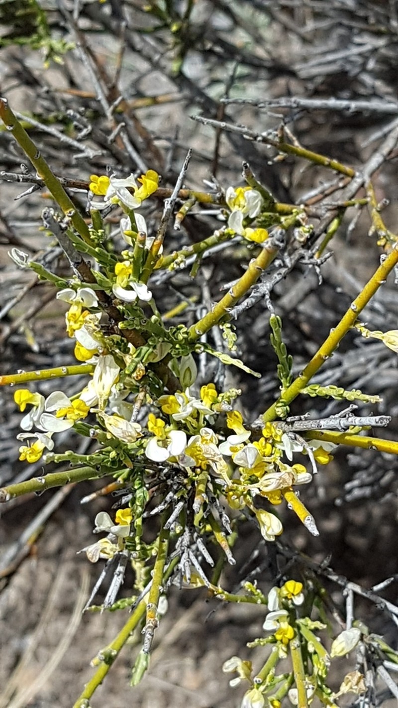 Rhamphopetalum microphyllum