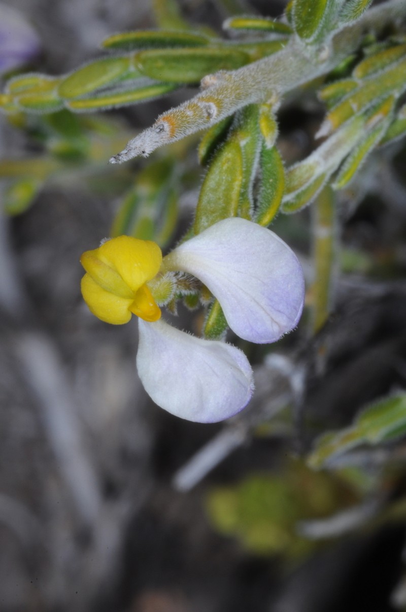 Rhamphopetalum microphyllum photo 2