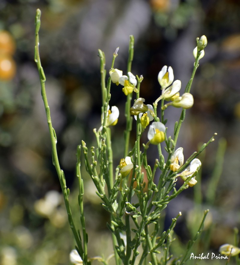 Rhamphopetalum microphyllum photo 3
