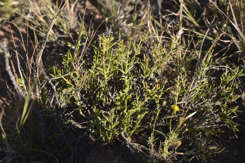 Rhamphopetalum microphyllum photo 6