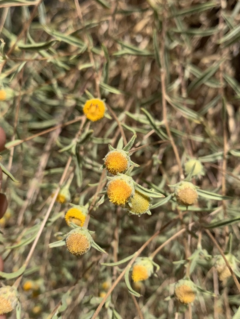 Rhanteriopsis puberula