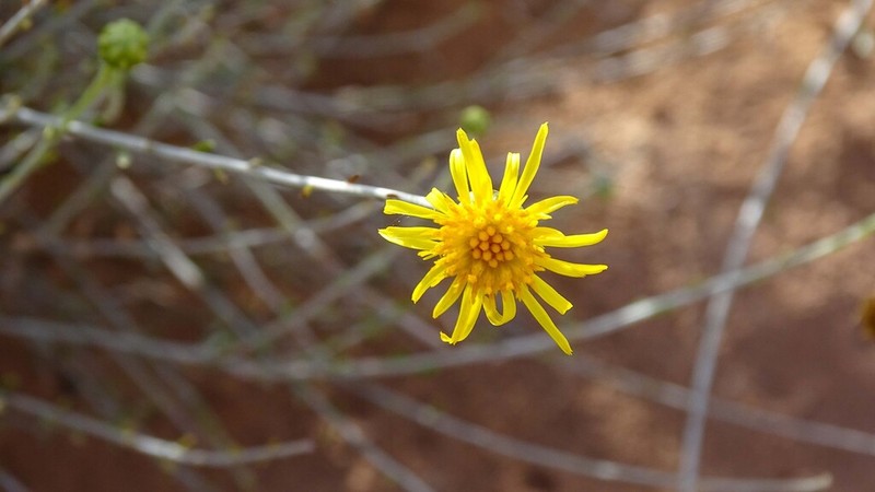 Rhanterium adpressum photo 2