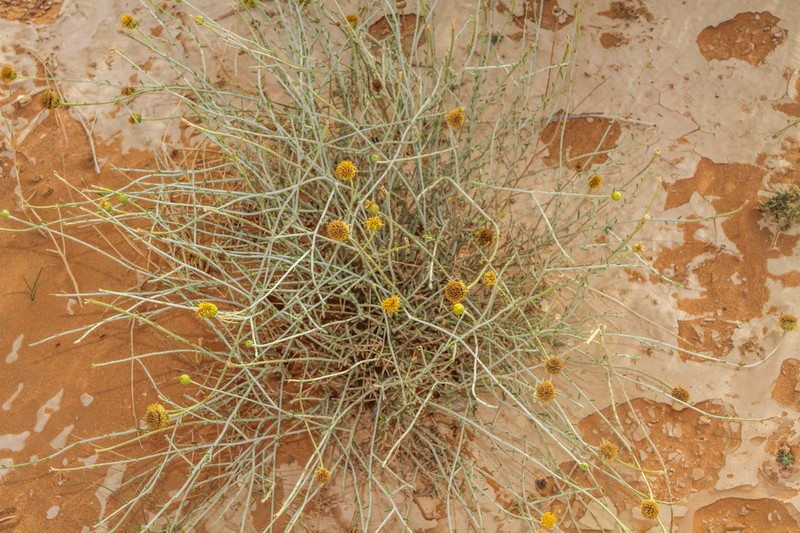 Rhanterium adpressum photo 3