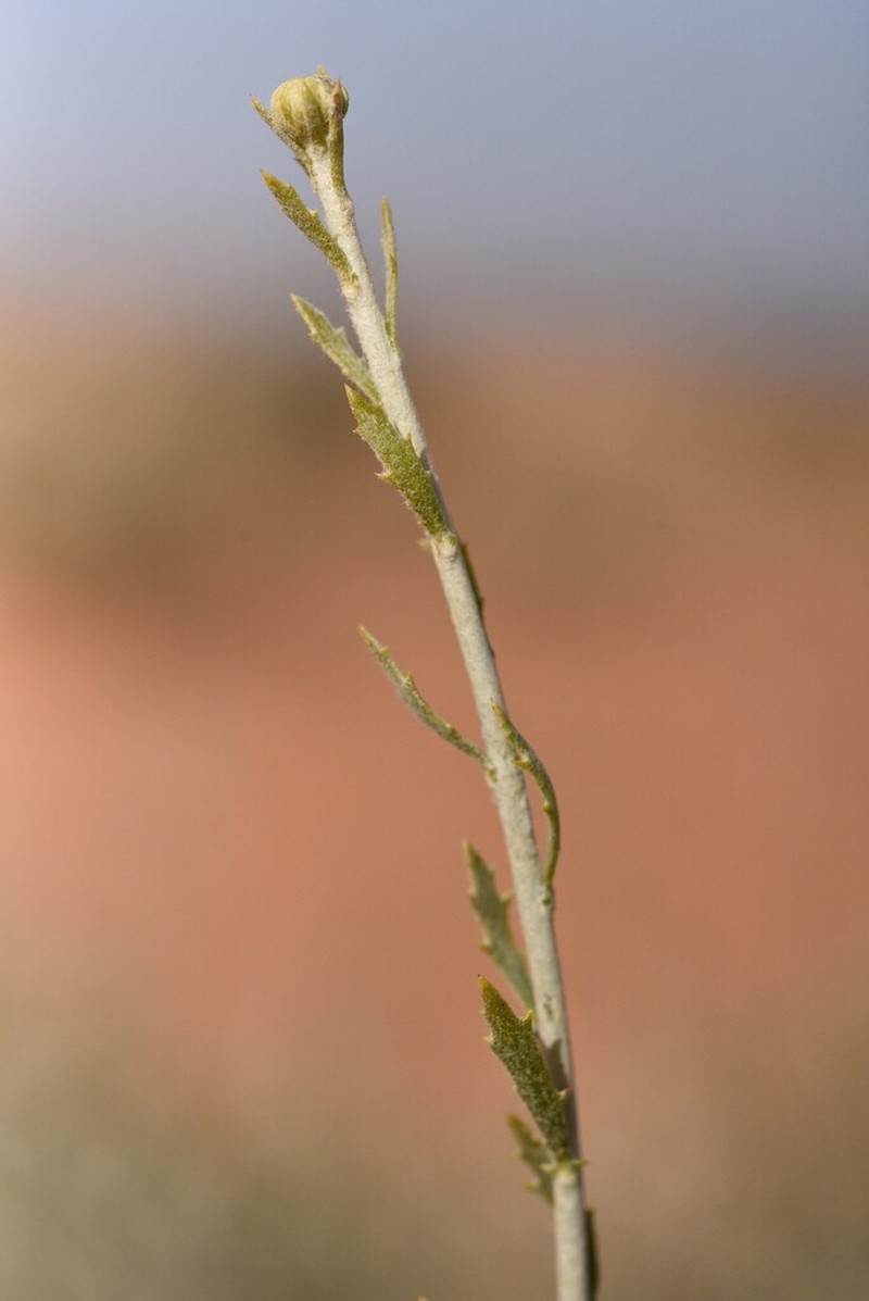 Rhanterium adpressum photo 4