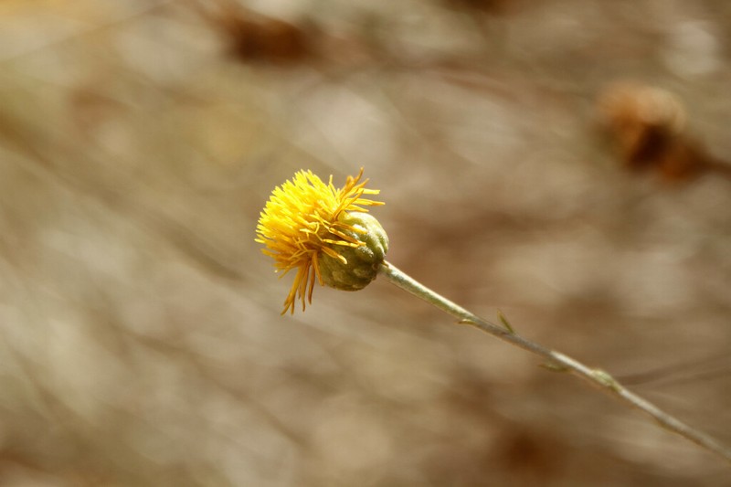 Rhanterium adpressum photo 5