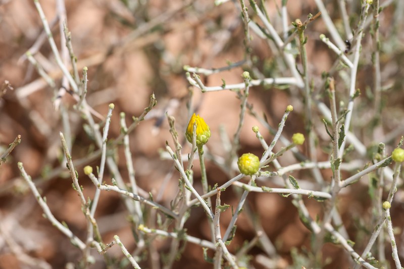 Rhanterium adpressum photo 7