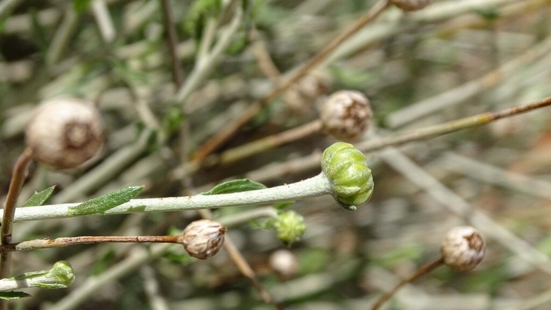 Rhanterium adpressum photo 8
