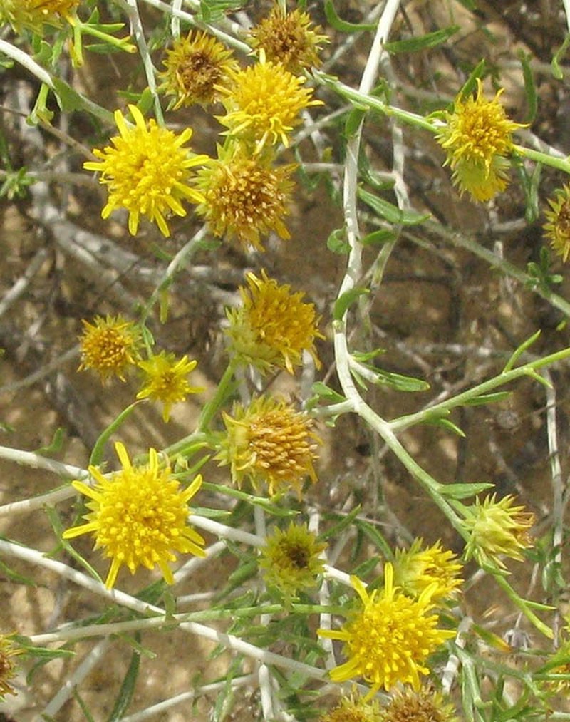 Rhanterium epapposum