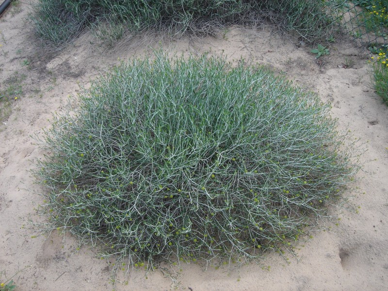 Rhanterium epapposum photo 2
