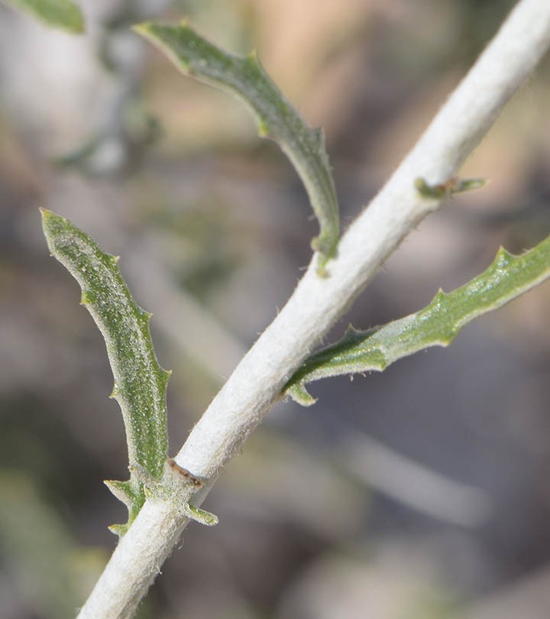 Rhanterium epapposum photo 3