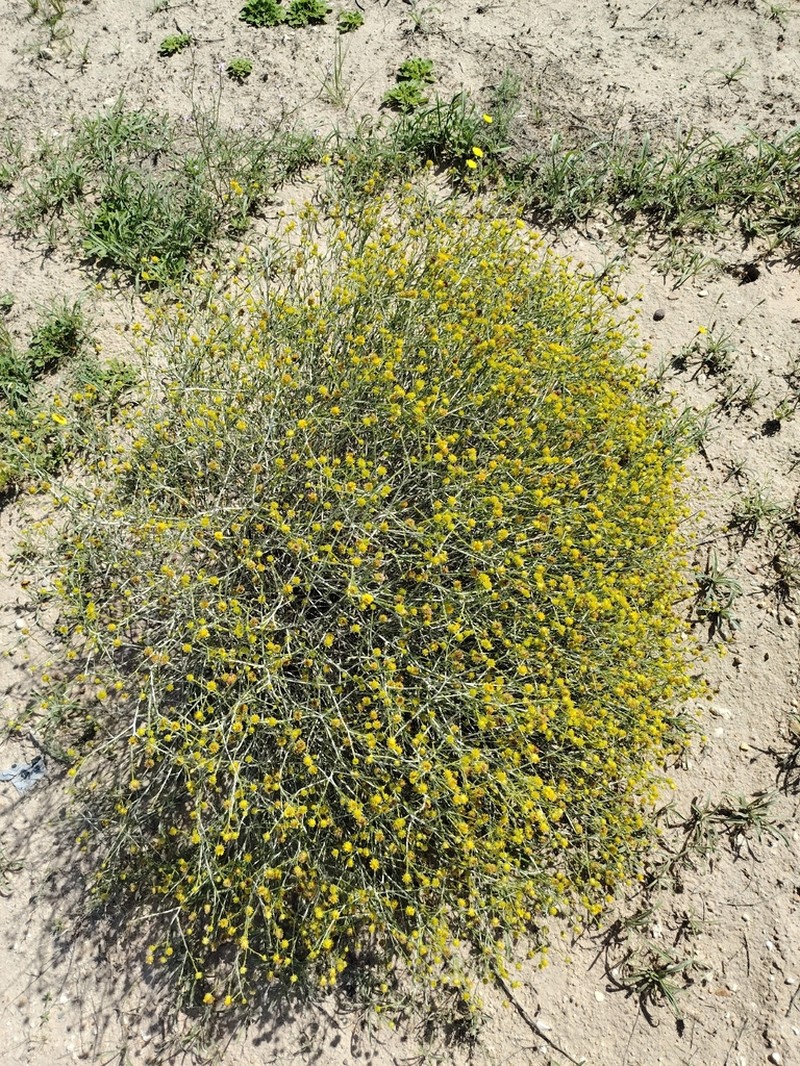 Rhanterium epapposum photo 4