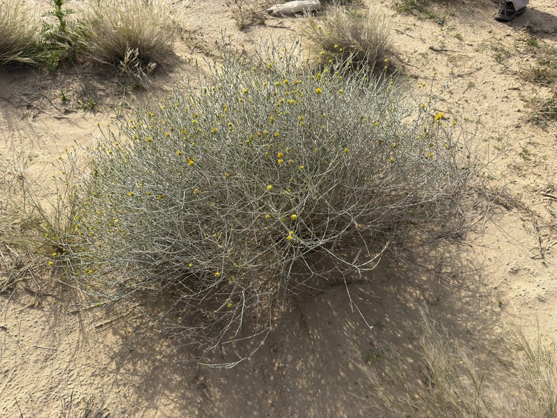 Rhanterium epapposum photo 5