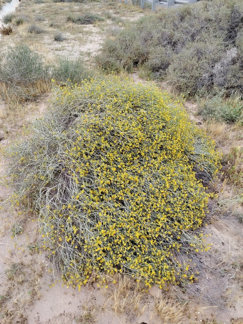 Rhanterium epapposum photo 6