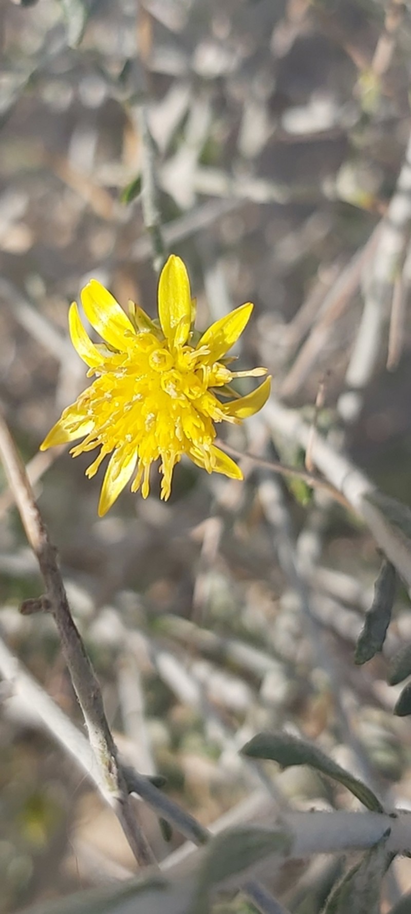 Rhanterium epapposum photo 7